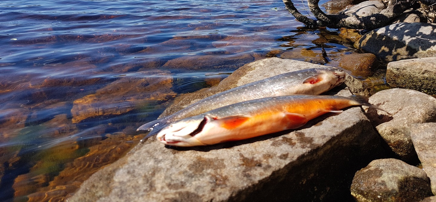 Guidad Fjällfisketur