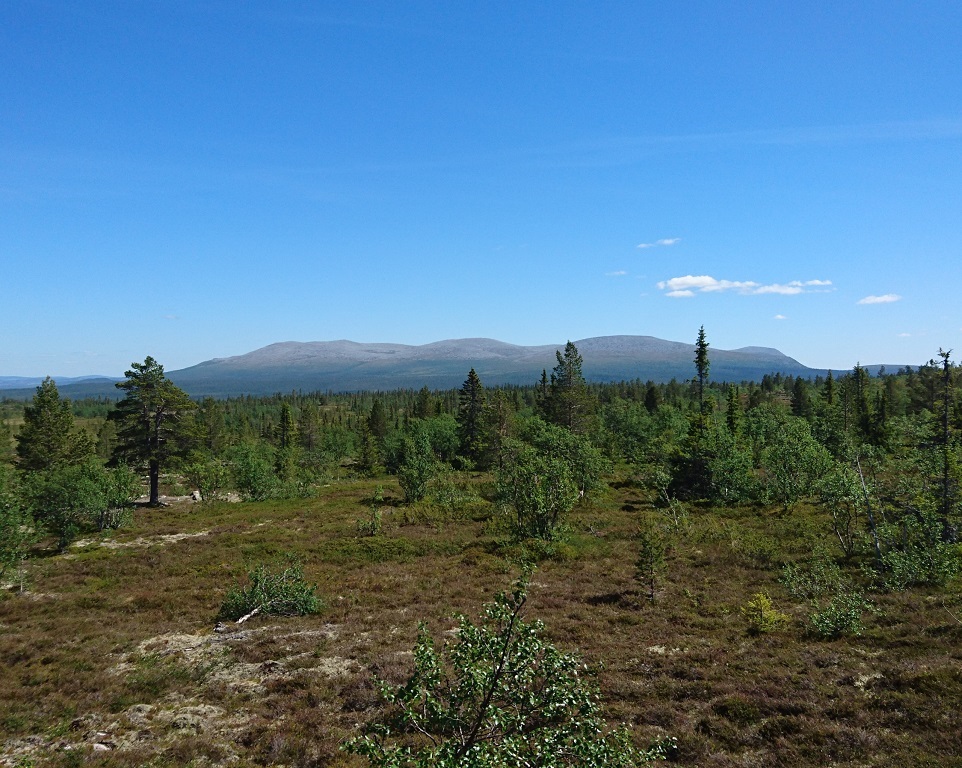Tjäder i topp