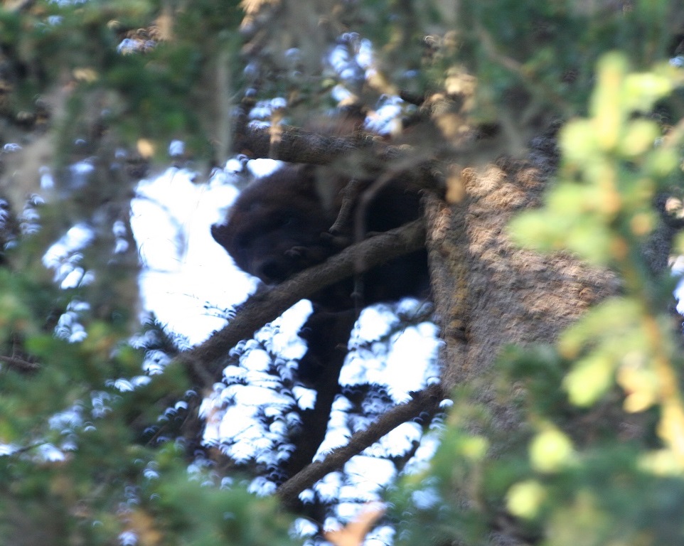 Järv i träd Järv