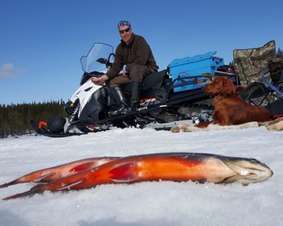 Pimpelfiske Pimpelfiske